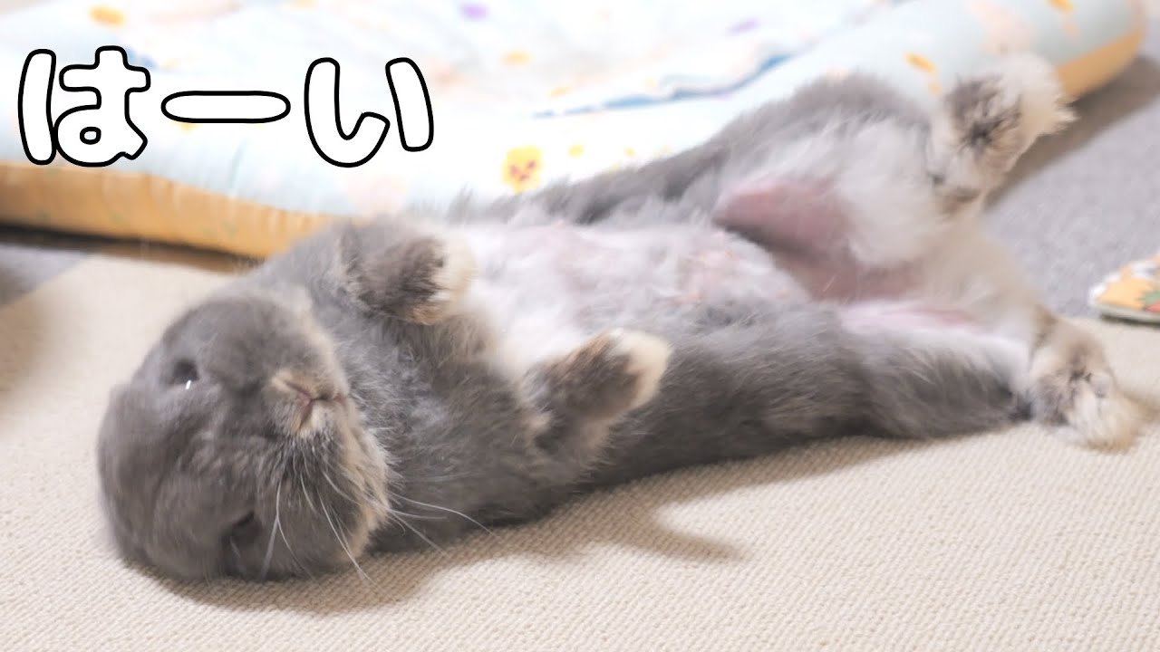 名前を呼ぶと毎回アクションを起こしてくれるウサギ達が最高に可愛いです【No.1119】