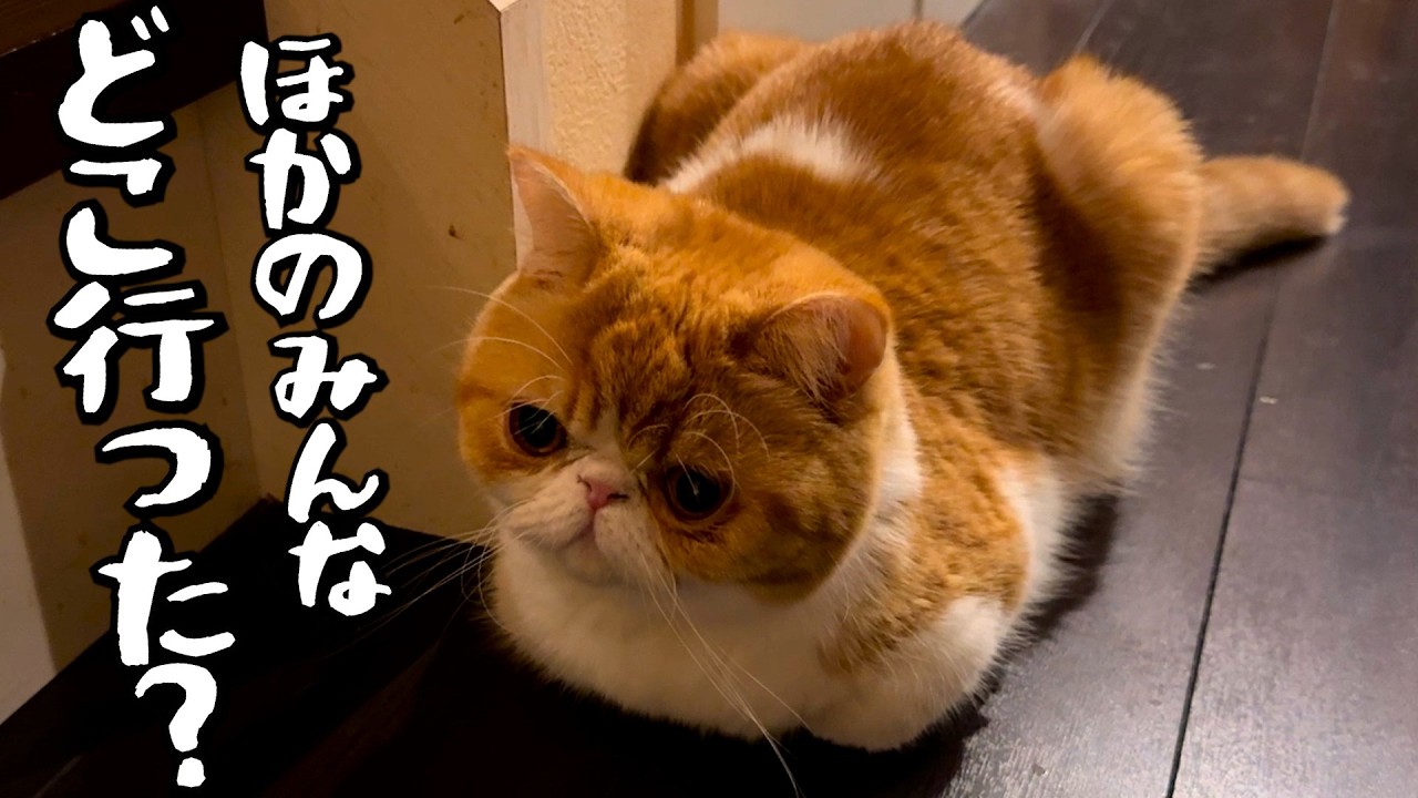 ねこ「やっぱりあそこ？」