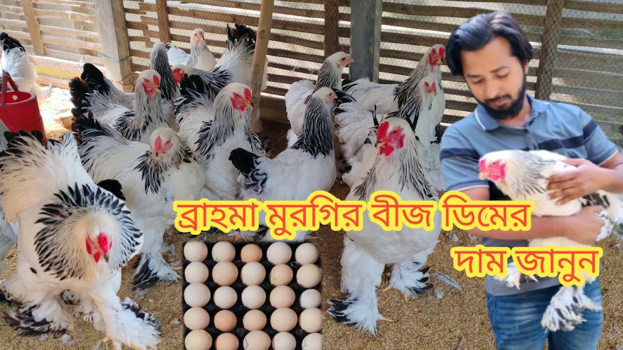 ব্রাহমা মুরগির বীজ ডিমের দাম জানুন, ব্রাহমা মুরগির খামার, ব্রাহমা মুরগী পালন পদ্ধতি