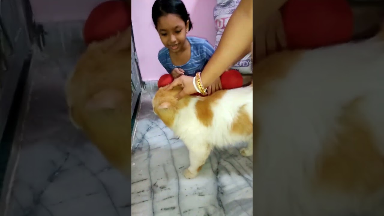 cat head massage #billi #billibilli #billie #cat #catshorts #foreigncat #catbreeds
