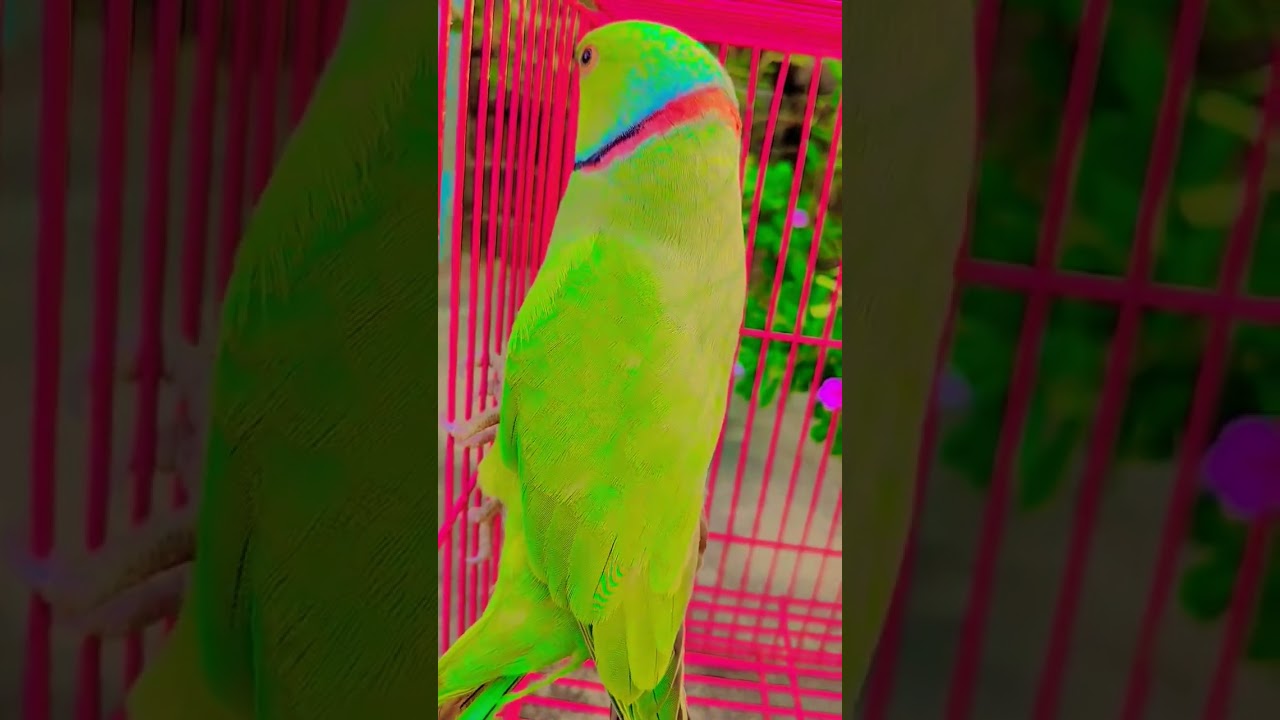 #parrot #cute #birds #funny #greenparrot #maintota #funniestvideo #funnyanimal #rhymes #talk