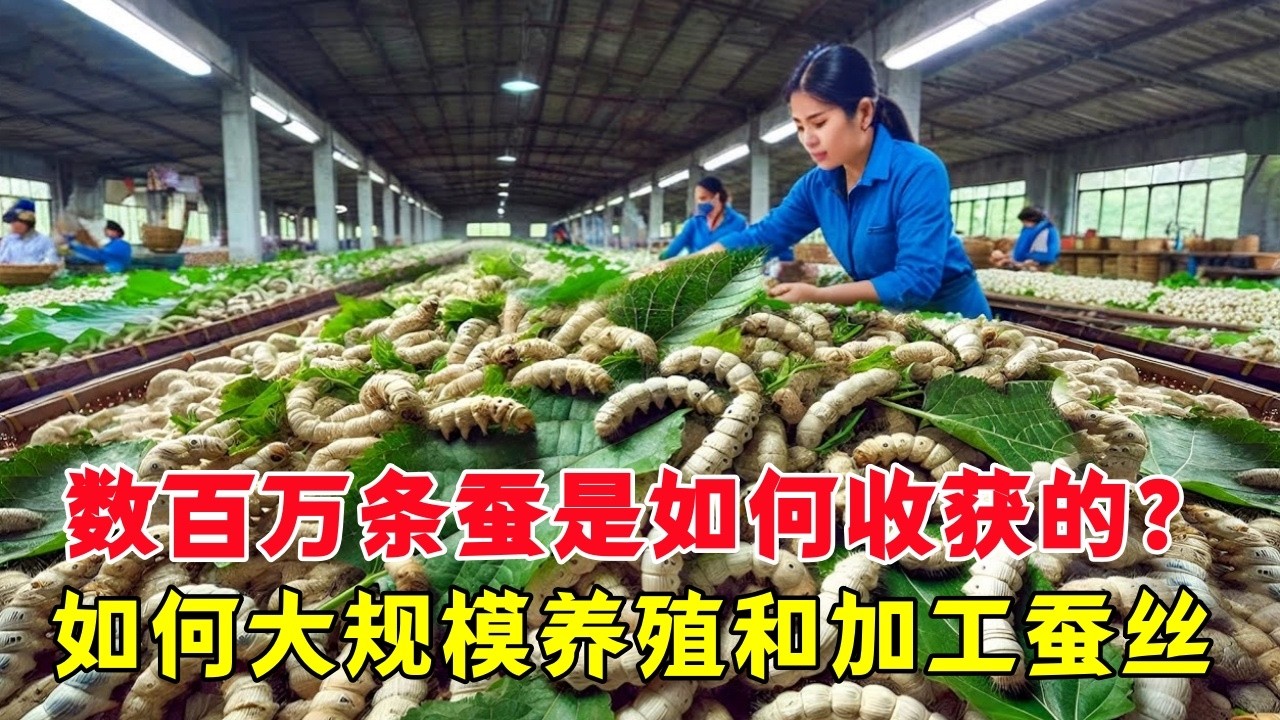 数百万条蚕是如何收获的？如何大规模养殖和加工蚕丝？ | 养蚕技术 | 蚕丝加工 |