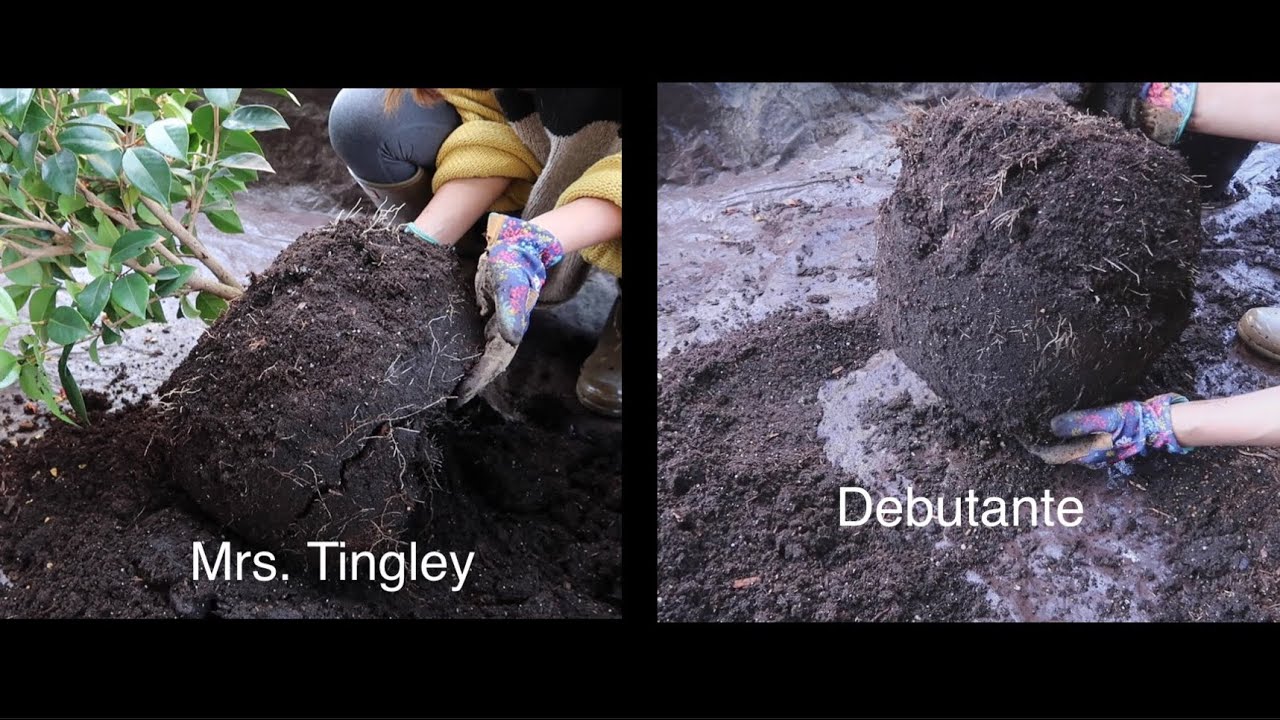 Repotting my 2 yr-old container camellias - ‘Mrs. Tingley’ and ‘Debutante’