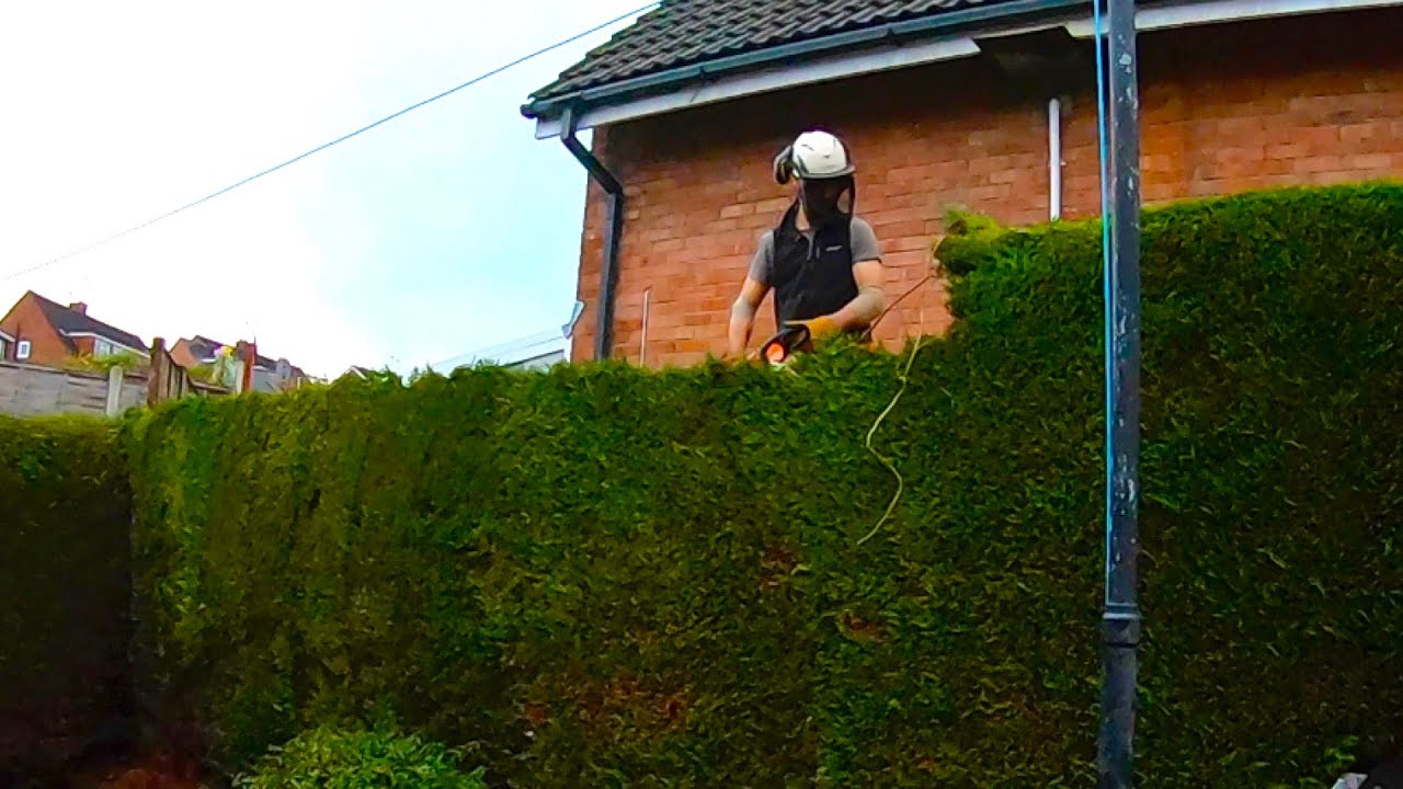REDUCING THE HEIGHT OF A CONIFER HEDGE