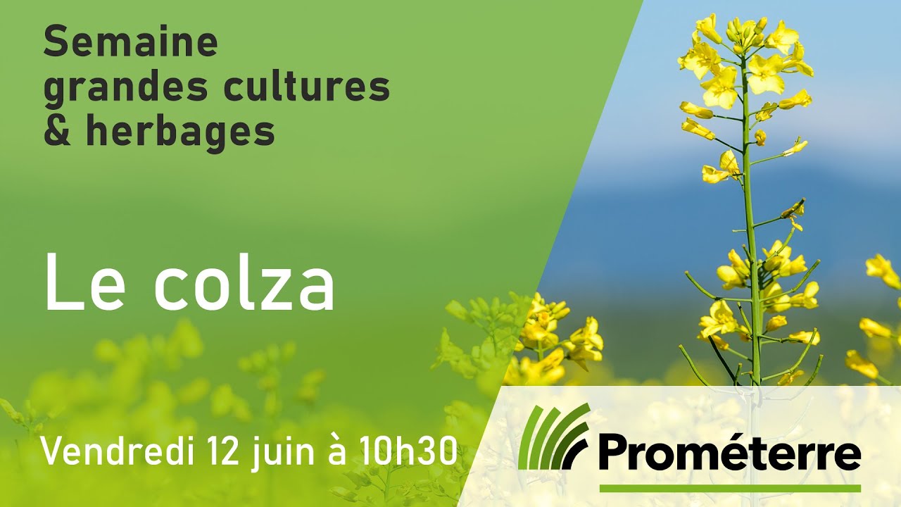 Le colza (La Semaine grande cultures & herbages 2020 de Prométerre)