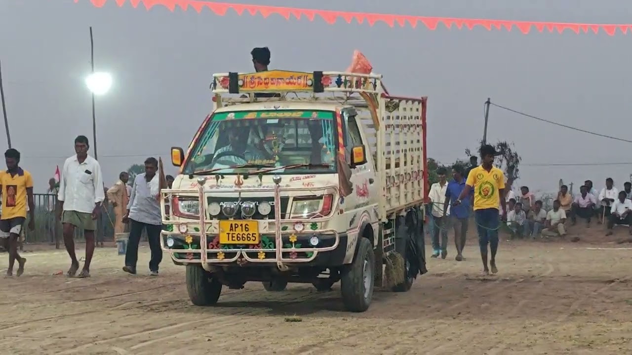  కందిబండ గ్రామంలో  గిత్తల్ని చూడండి ఎలా  కోర్ట్ లోకీ తీసుకొస్తున్నారో?