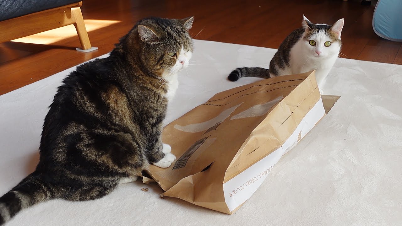 仁義なき紙袋の奪い合いとねこ。 -Scramble for paper bags by Maru and Miri.-