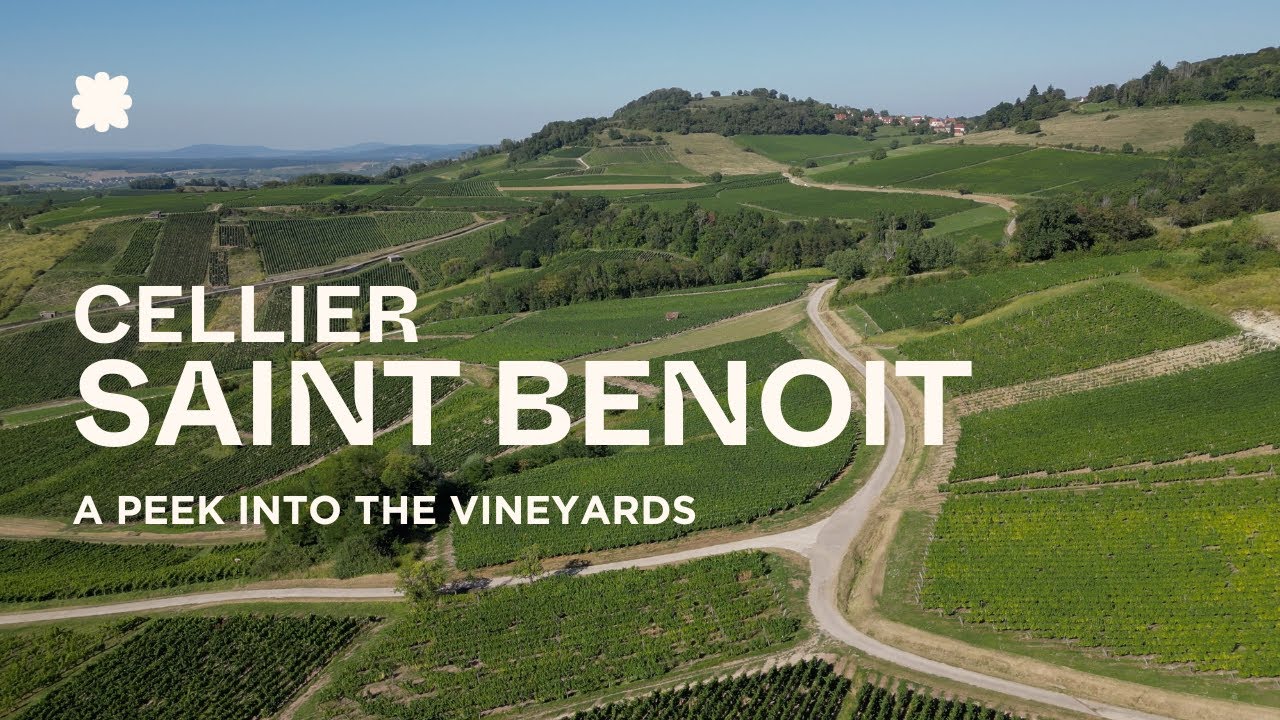 Cellier Saint Benoit Vineyards | Pupillin, Jura 🇫🇷