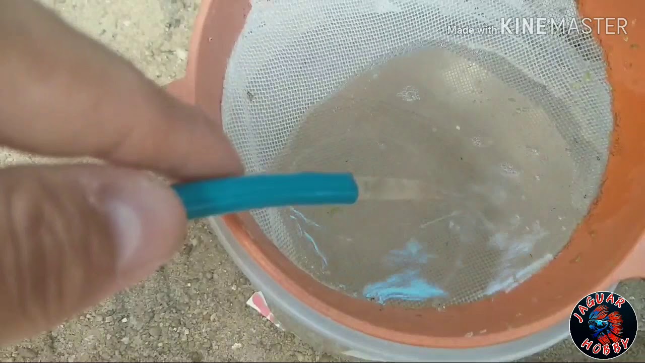 COMO CRIAR ALEVINOS DE BETTA SEM ARTÊMIA PARTE 3