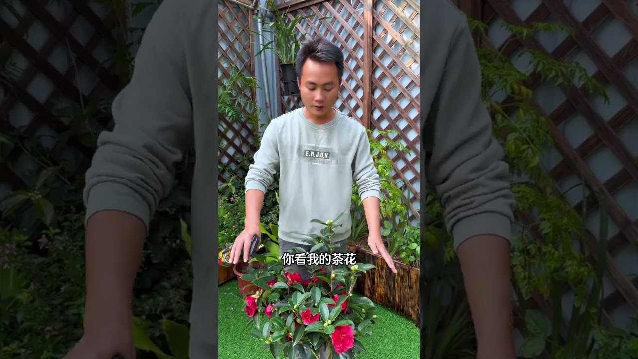 The new buds of camellias in December should not be left