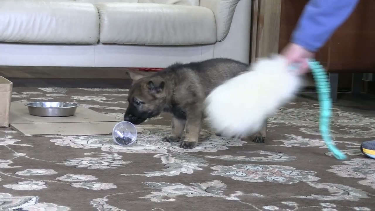 Early Temperament Test At Six Weeks Old! Kraftwork K9 Pro German Shepherds