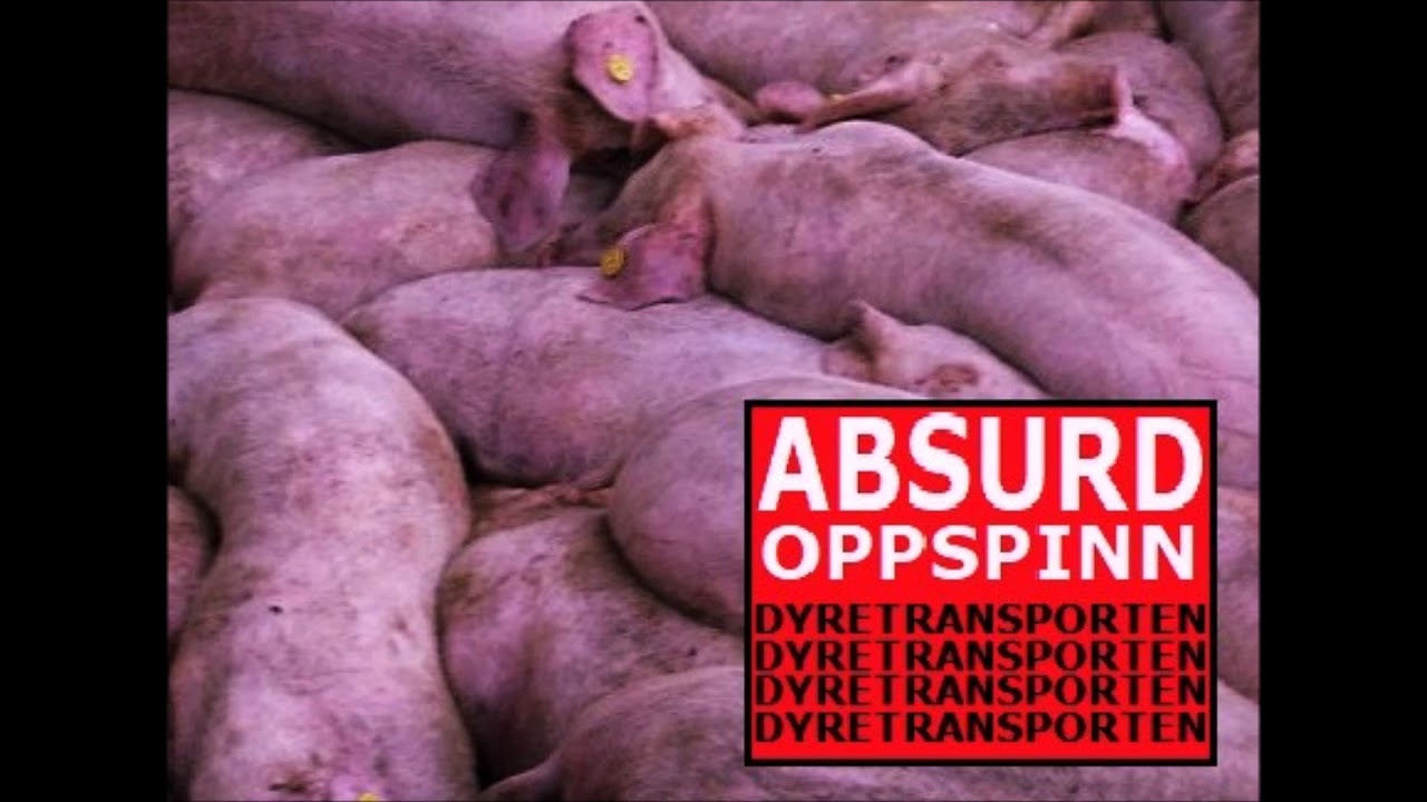 Absurd Oppspinn - Dyretransporten