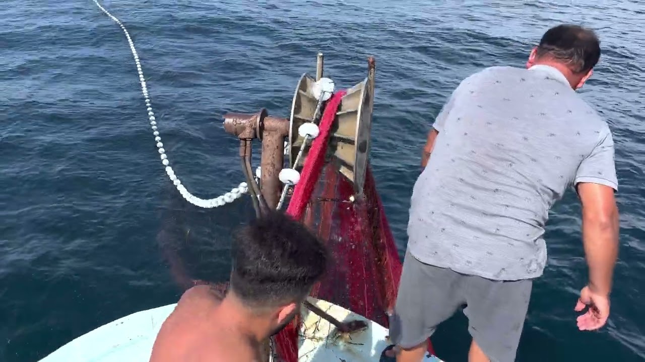 Çanakkale lapseki Şevketiye 200 çift part 2