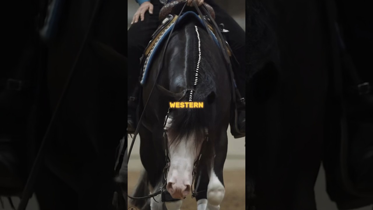 Western riding #fjordigang #horse #equestrian #horseedit #edit #horsejumping #showjumping #riding