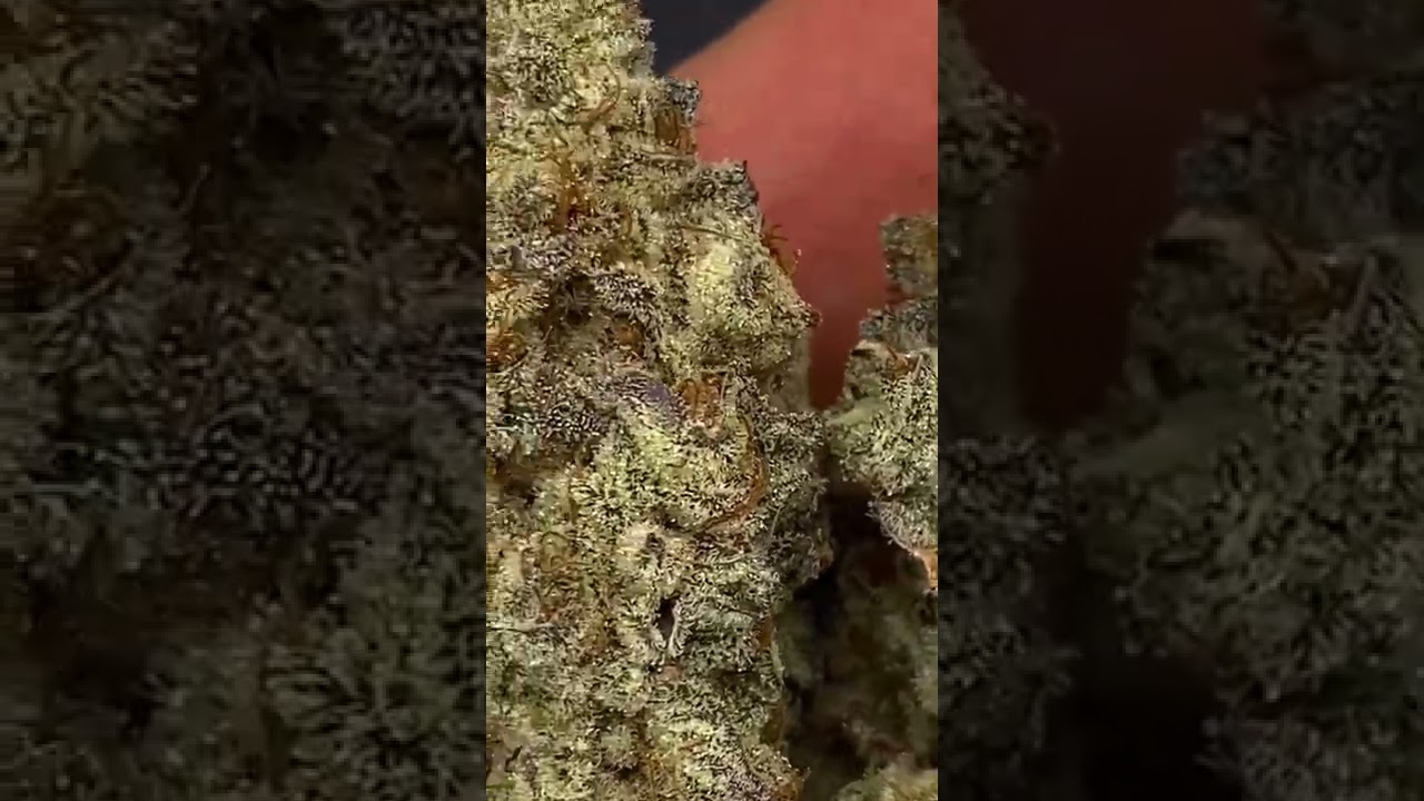 Concord Grape - KINGSEEDS