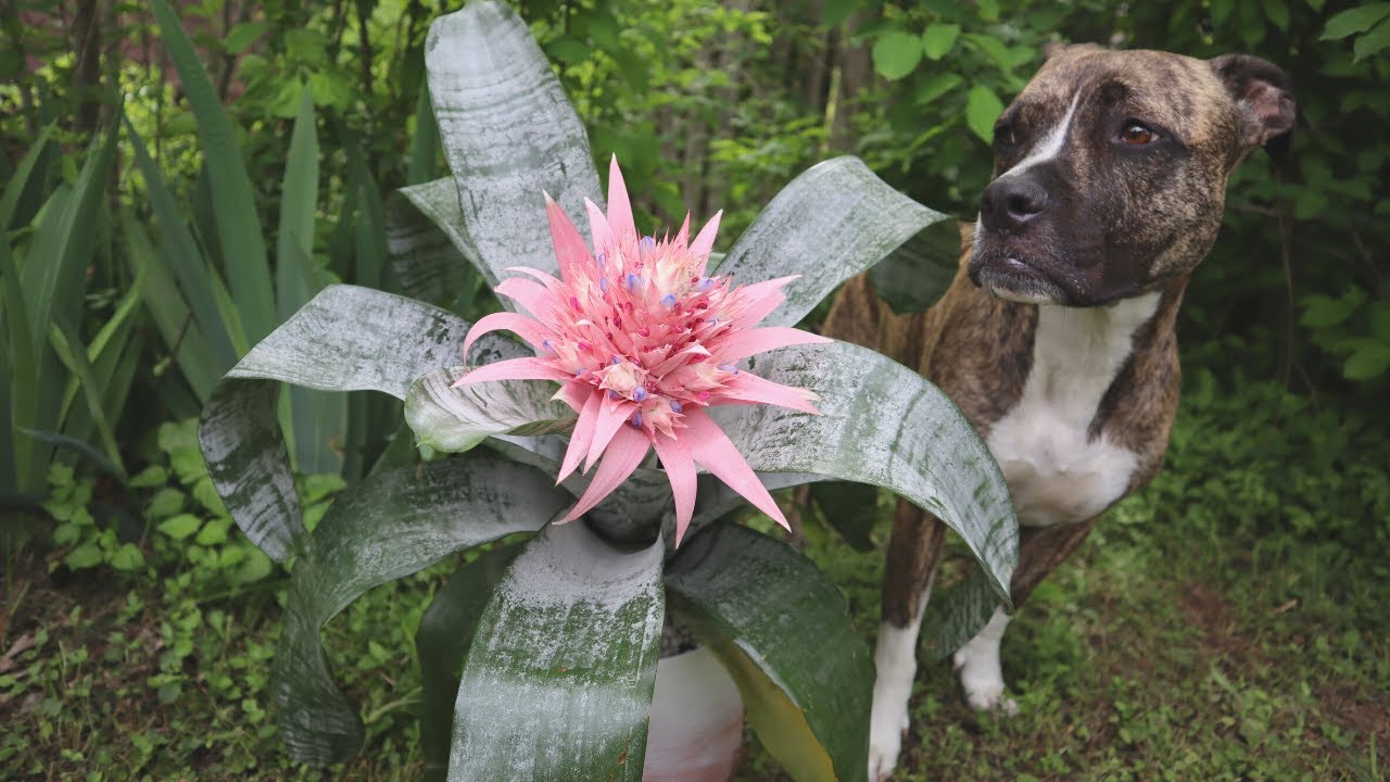 How to Pot a Bromeliad + Care Guide for Aechmea Fasciata | Plant with Me! | Emileaves
