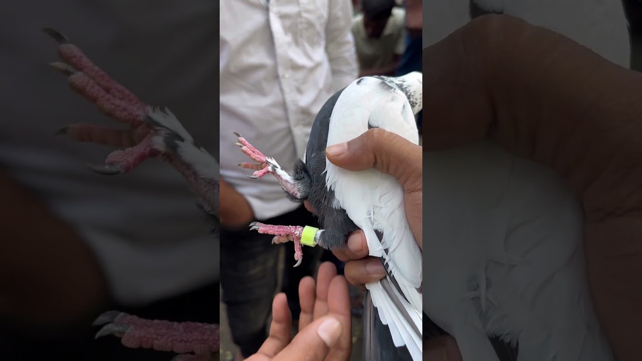 Removing leg ring #racingpigeon #pigeonhobby #merpati #pigeon #pigeonracing #kabootar #kalapati