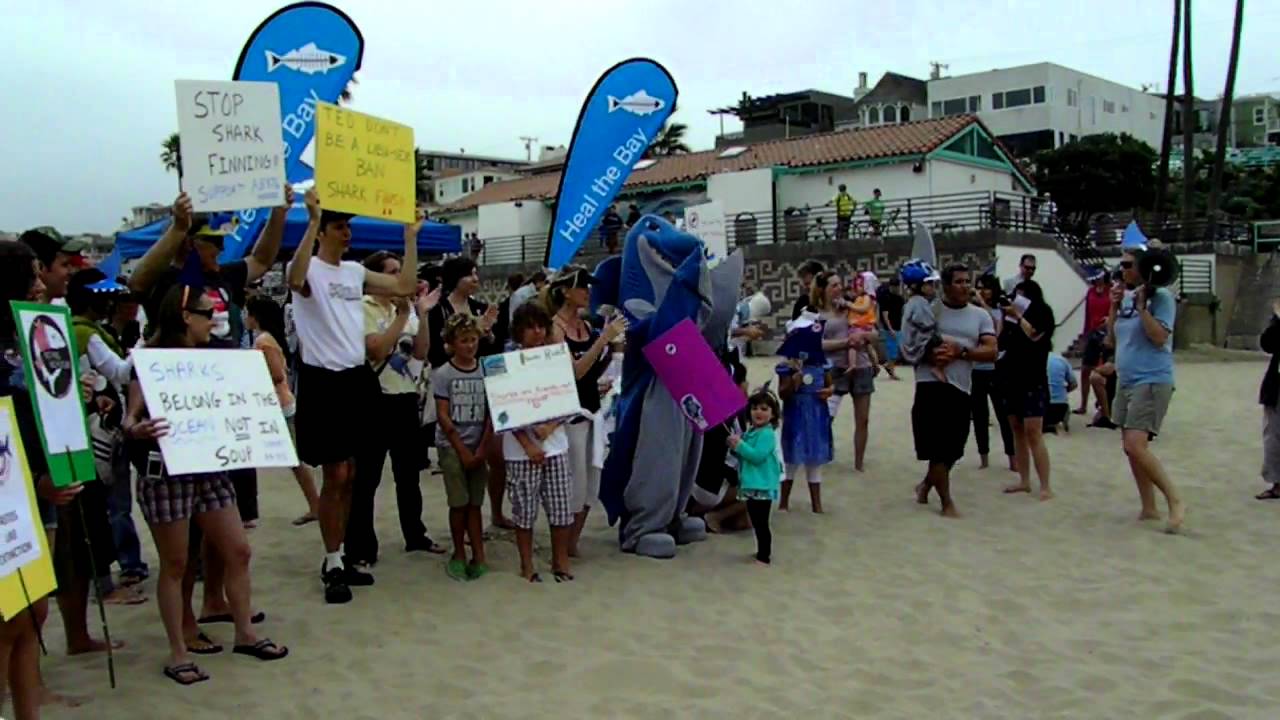 BAN SHARK FINNING