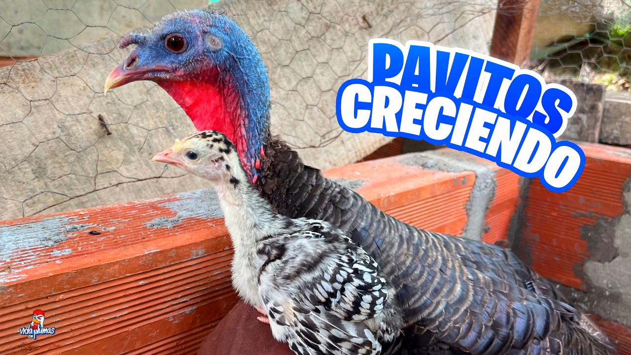 ¡10 DÍAS DESPUÉS! 😱🦃 No vas a creer cómo están mis Pavitos…
