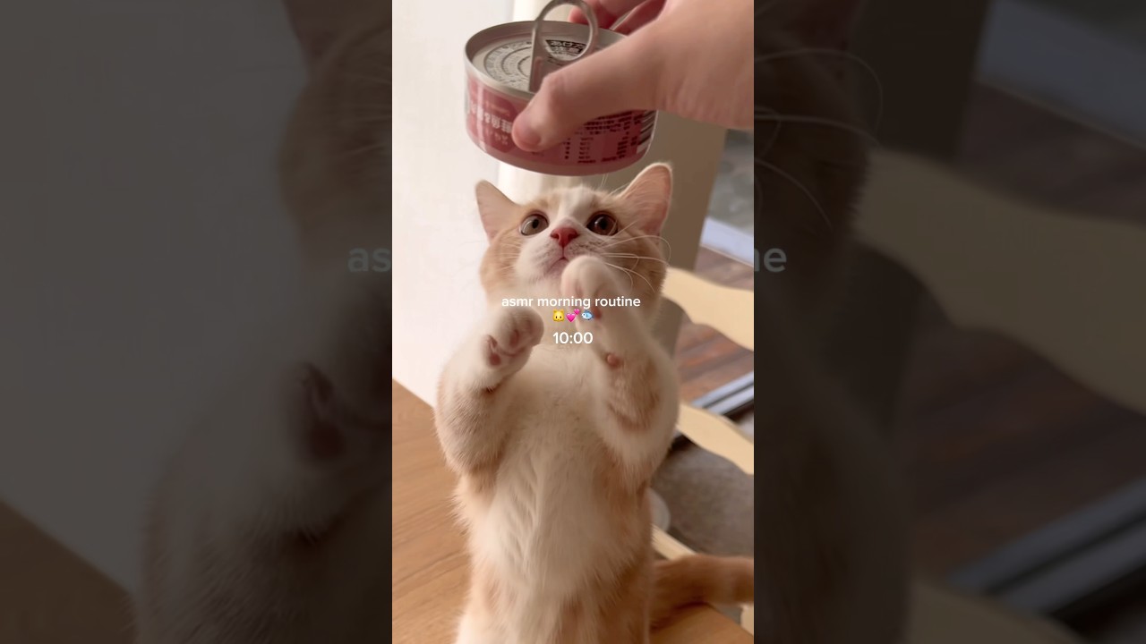 Asmr kitty routine 💕🐱🐟