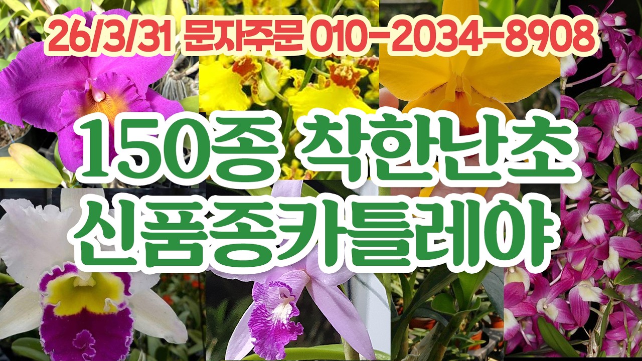 지금부터 봄맞이 세일 30% 착한난초 신품종 카틀레야 세월농부 판매방송