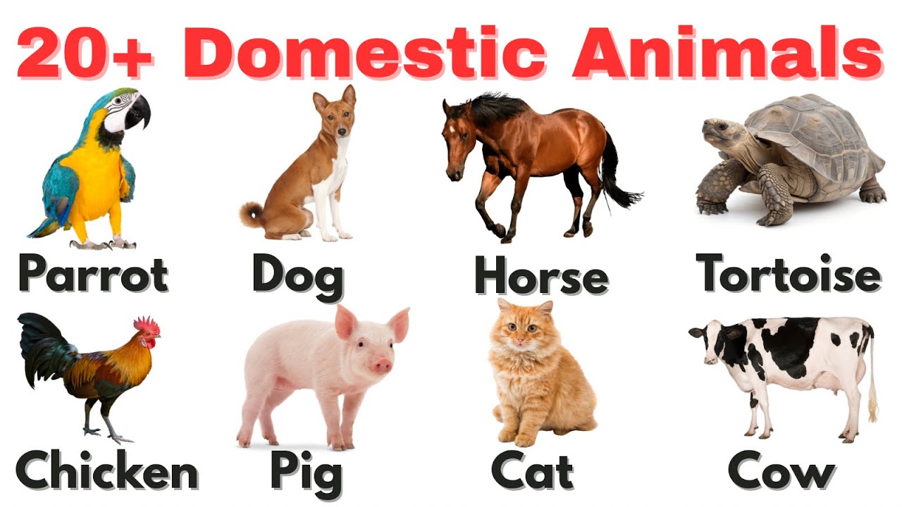 Domestic Animals In English For Kids | Best Educational Videos For Toddlers 2026 