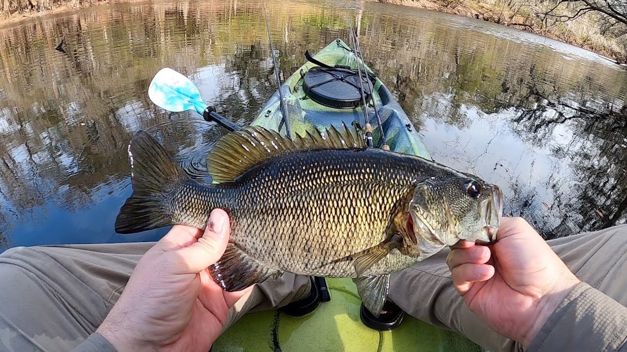 Suwannee Bass - Georgia Bass Slam 2022