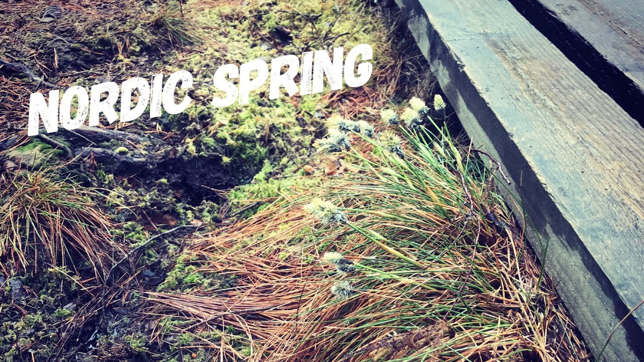 April walk in Helsinki and Kauniainen, Nordic Spring