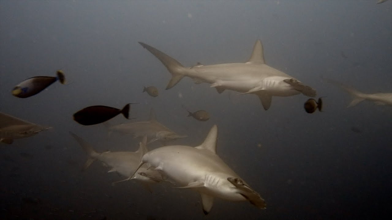 Diving Banda, September 2025