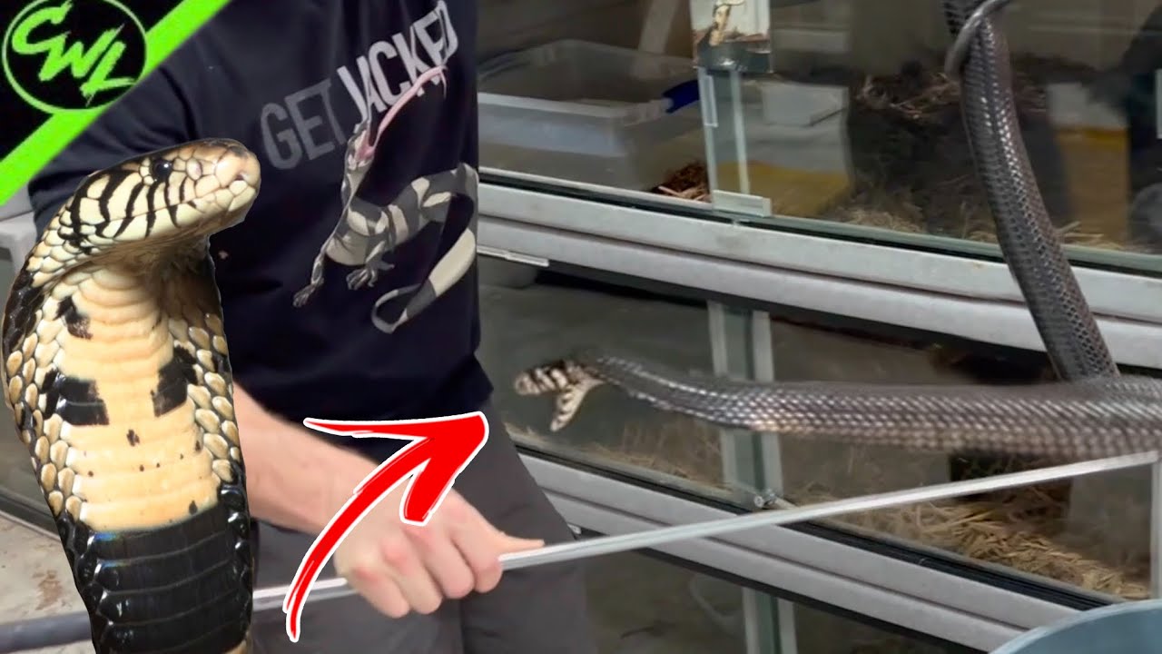 African Cobras are INTENSE!
