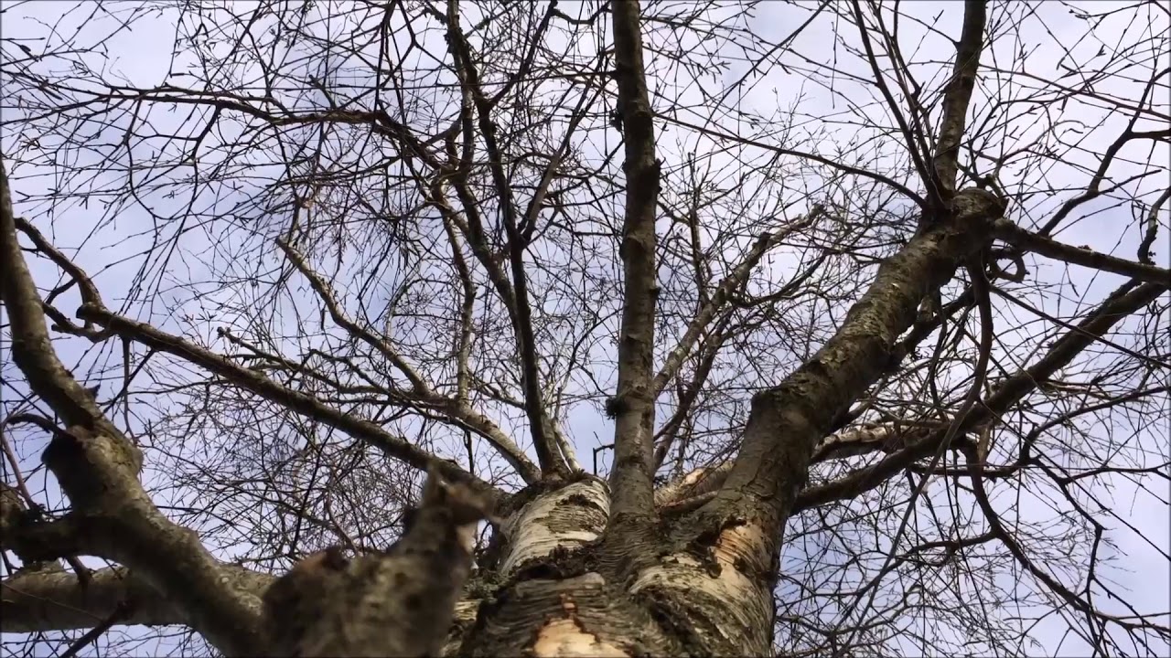 Downy Birch (Betula pubescens) - canopy - January 2018