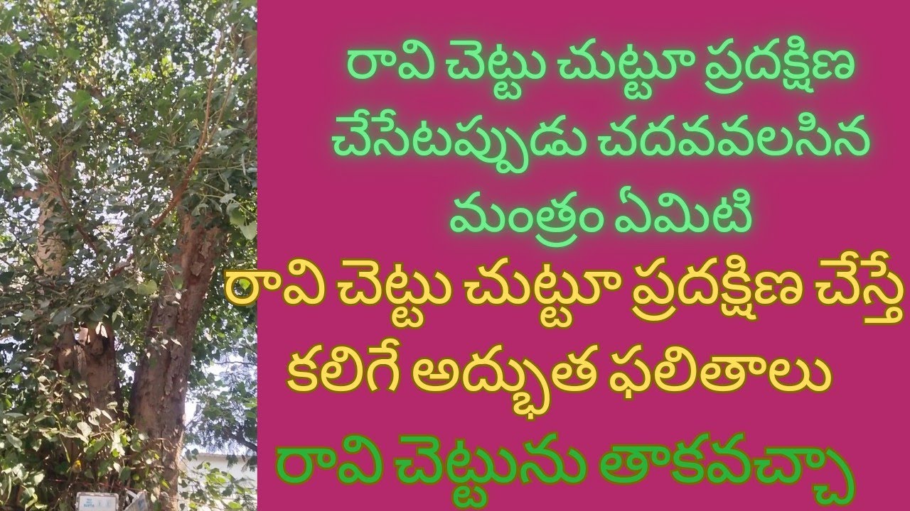 రావి చెట్టు చుట్టూ ప్రదక్షిణ చేసేటప్పుడు చదవవలసిన మంత్రం ఏమిటీ? రావి చెట్టును తాకవచ్చా?