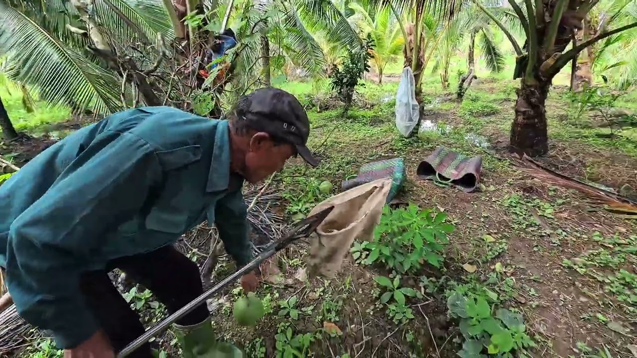 Mình đi hái Bưởi đây