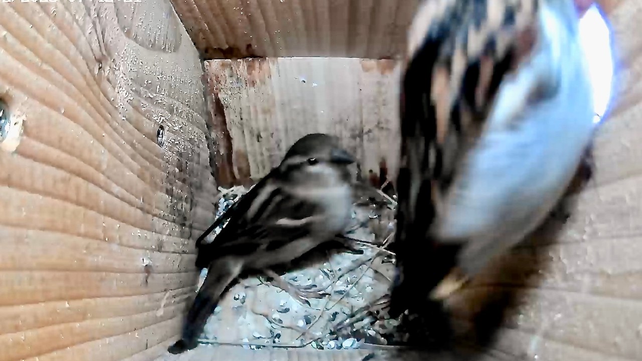 House Sparrow Nest Box activity February 25th