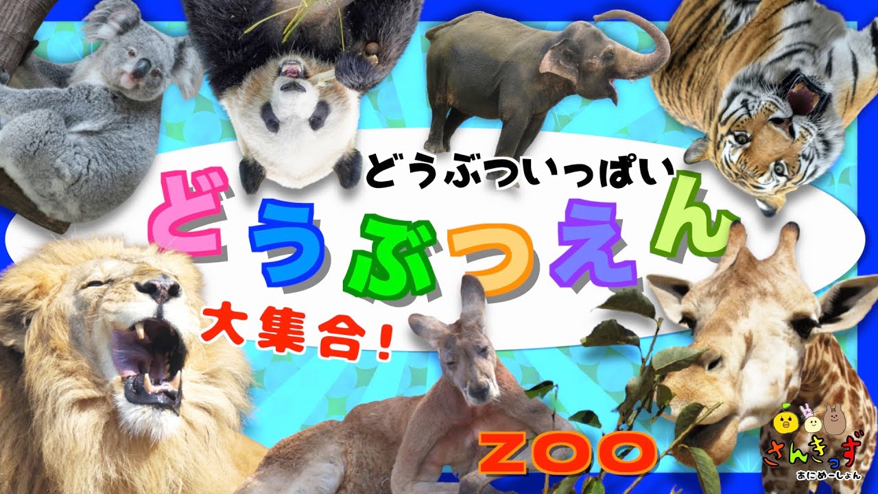 動物園へ行こう！いろんな どうぶつ 大集合♪動物の名前 を覚えよう★動く実写動画 ライオン パンダ コアラ キリン ゾウ zoo animals