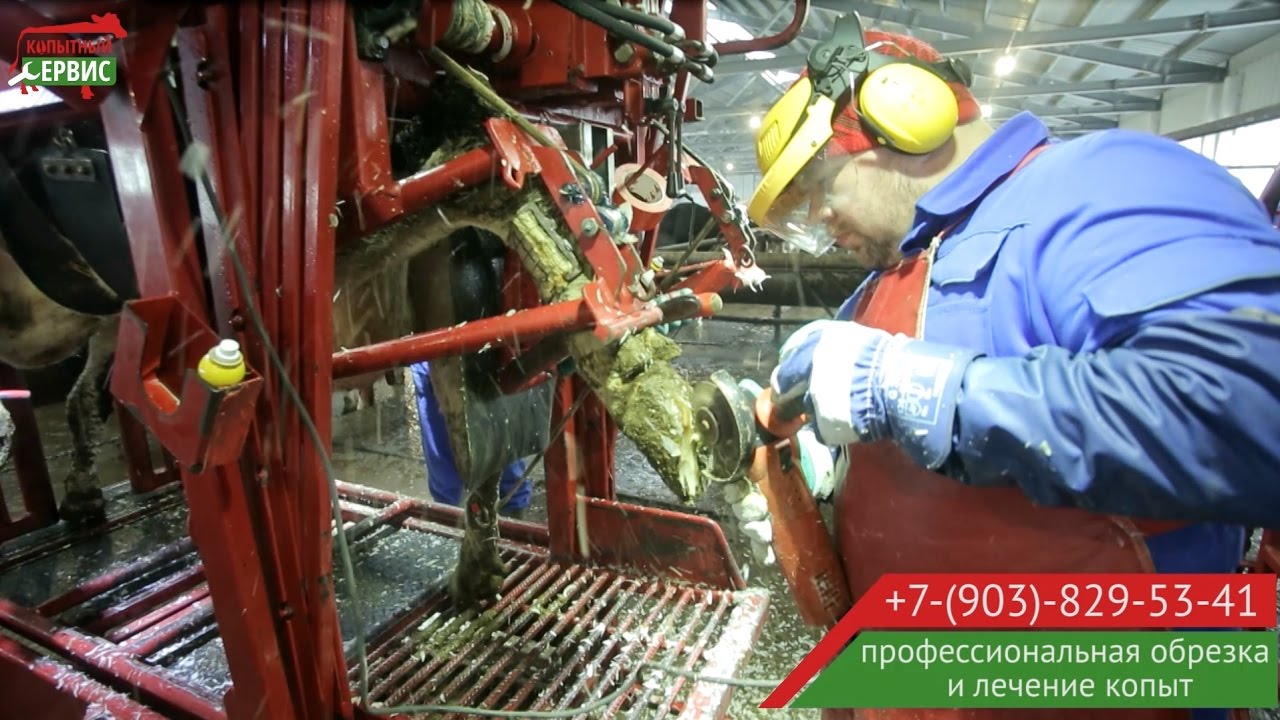 Как проходит профессиональная обрезка копыт у коров. Работает Юрий Кошутин.