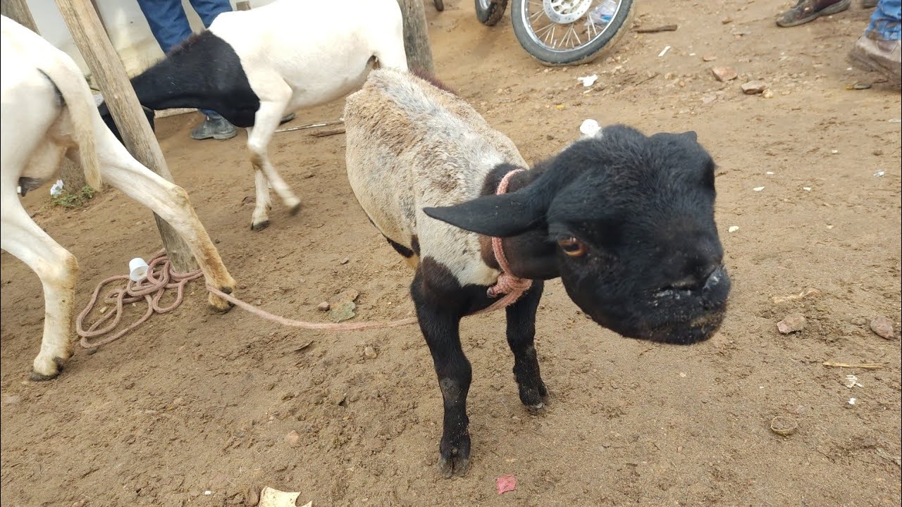 Feira do Bode, cabra , Carneiro , ovelha e suínos da Cidade de Tabira-PE dia 18/02/26