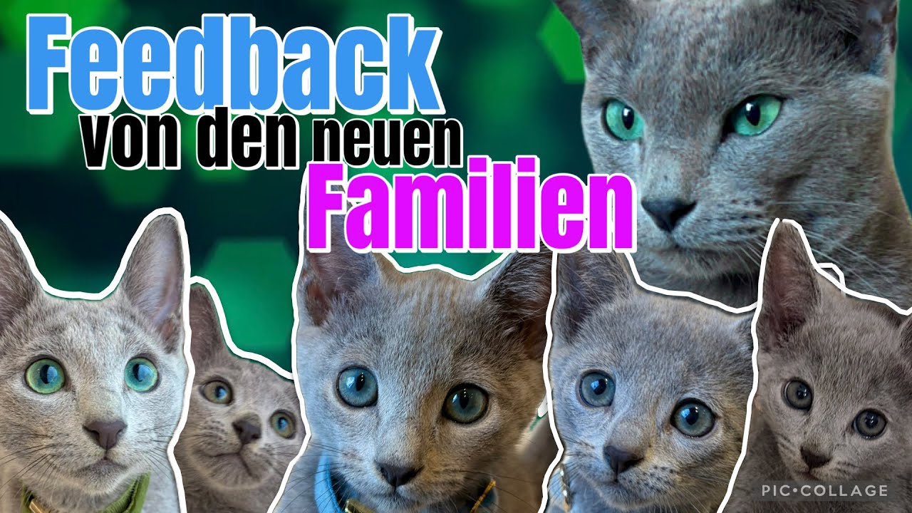 Feedback zu unseren Kitten 🥰🩷 VonPumaSilberfell | Russisch Blau Kitten Katze 