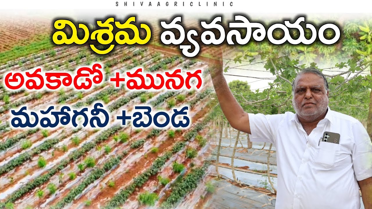 మిశ్రమ వ్యవసాయం | Mixed Crops Farming | Avacado+Mahagony+Drumstick+Bhendi Crops | Shiva  Agri Clinic