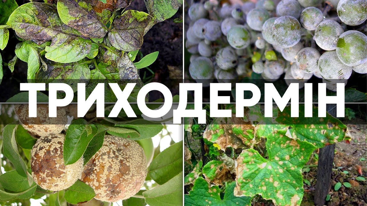 Триходермин (Viridin) Биологический фунгицид ENZIM Agro