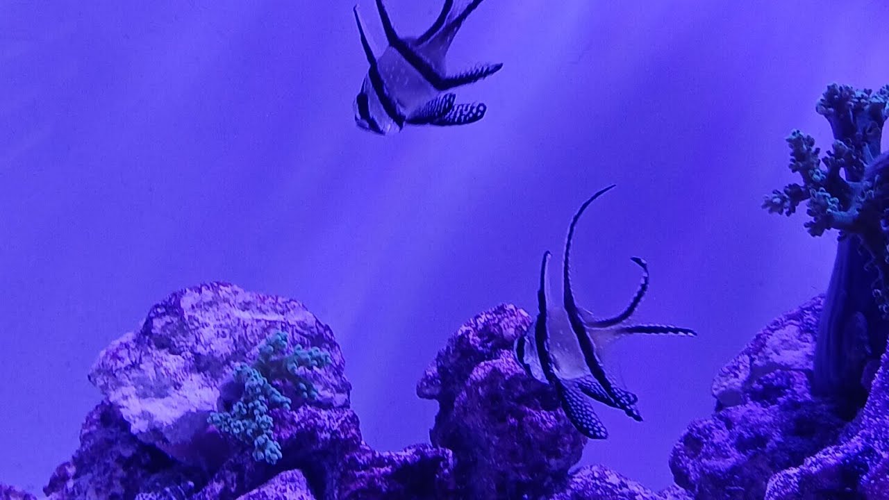 AQUARIUM