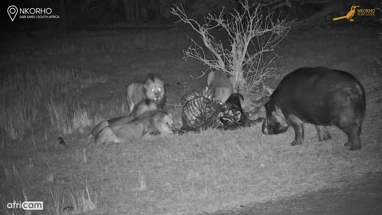 When a Hippo Interrupts a Lion Feast