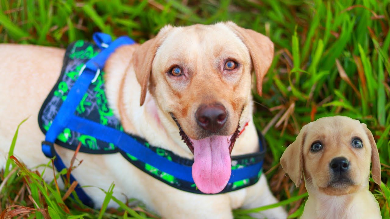 ഹണി തിരിച്ചു വന്നേ 😁🐶[ECO OWN MEDIA] Honey my Labrador cute dog