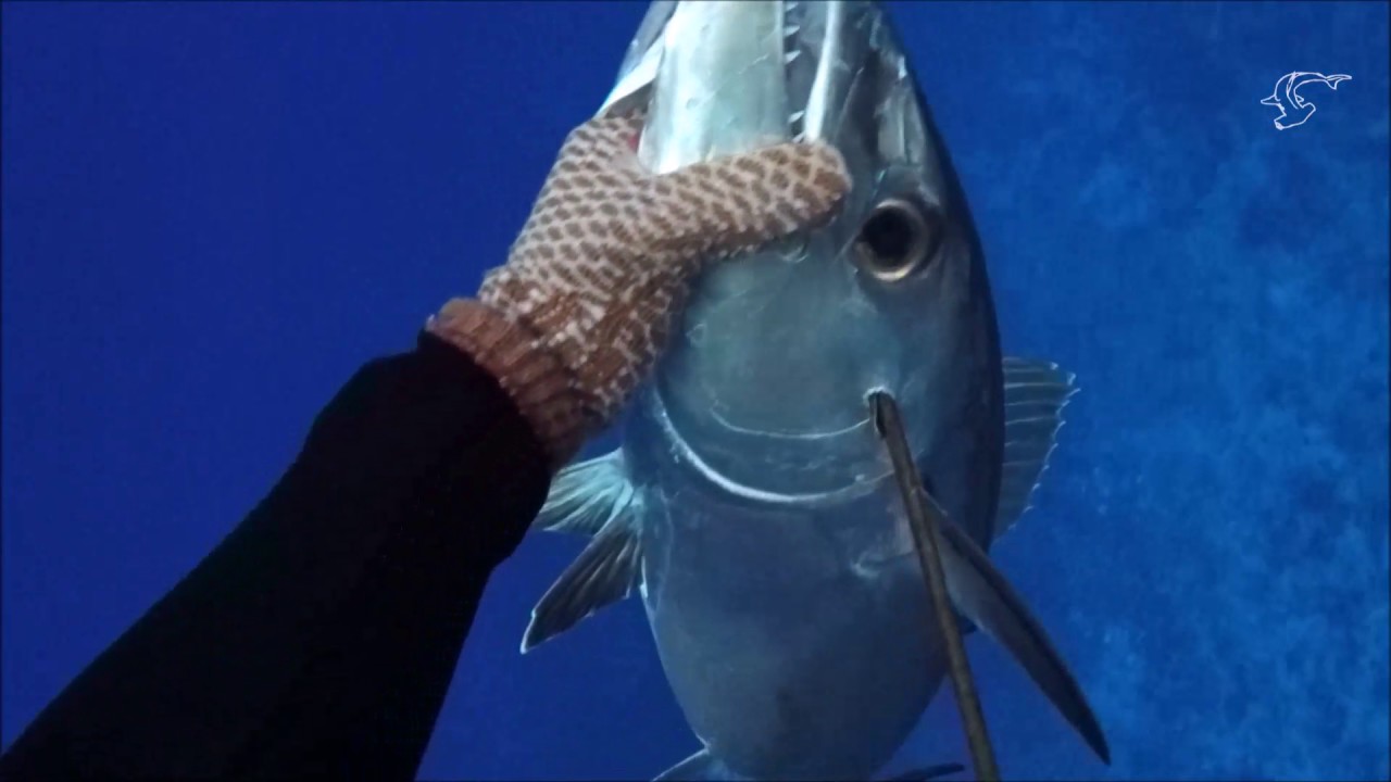 Spearfishing French Polynesia Oct/Nov 2K16