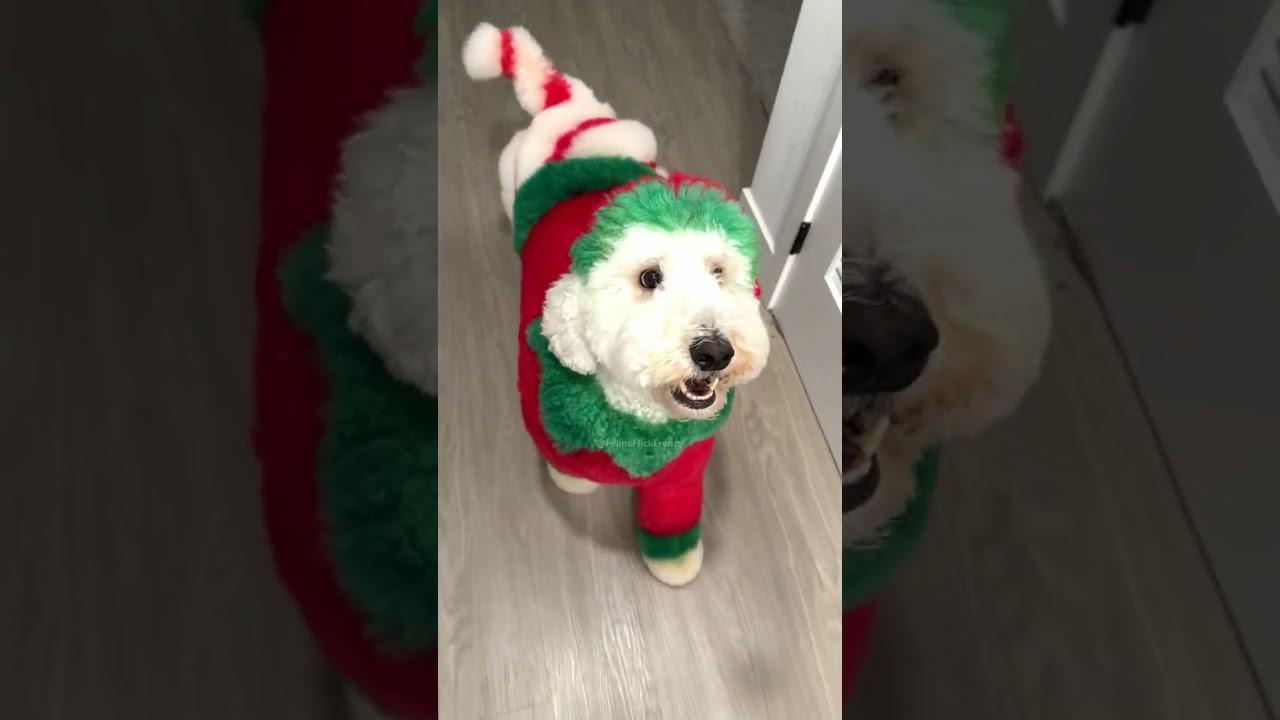 Забавное 8-минутное видео с собакой 🐶🤣
