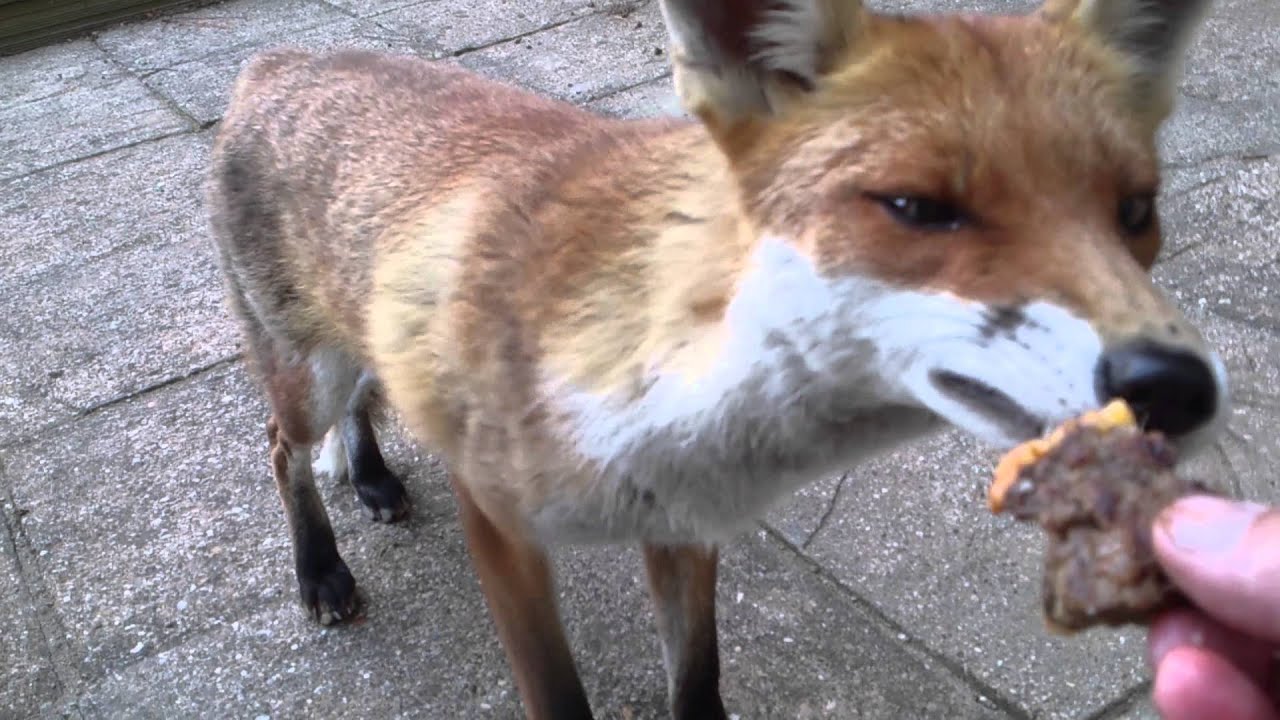 Hand feeding gentle fox