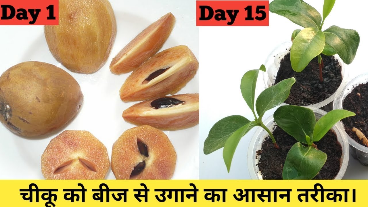 How to grow chikoo plant or sapota plant from seeds with update.