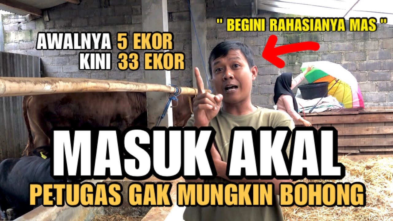 BOLEH DITIRU❗️Rahasia Sukses Bisnis Sapi Bermula 5 Ekor Menjadi 33 Ekor Sapi