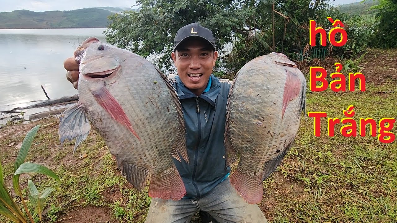 CÁ TO RỒI...Hành trình săn hàng tự nhiên hồ Bản Trắng | Câu đài | 13-10-2024