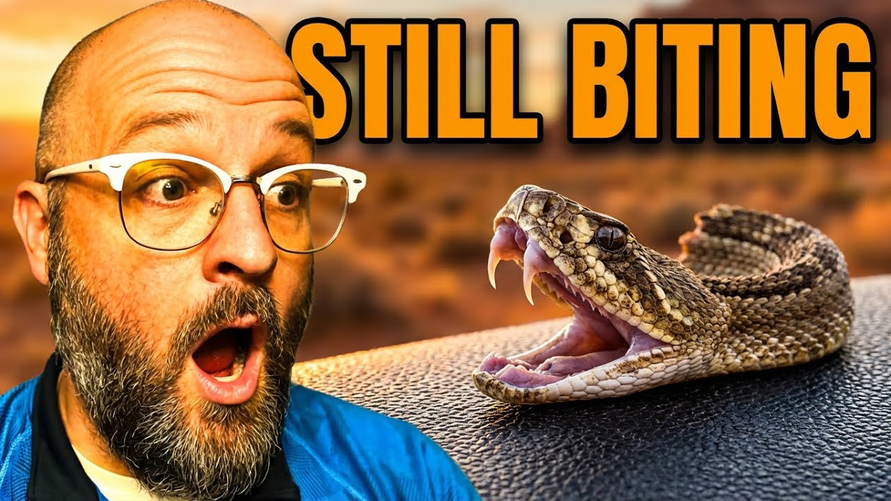 Revelation 12 | The Serpent's Head Is Crushed — But It's Still Biting